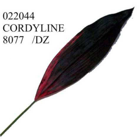 Cordyline Leaves
