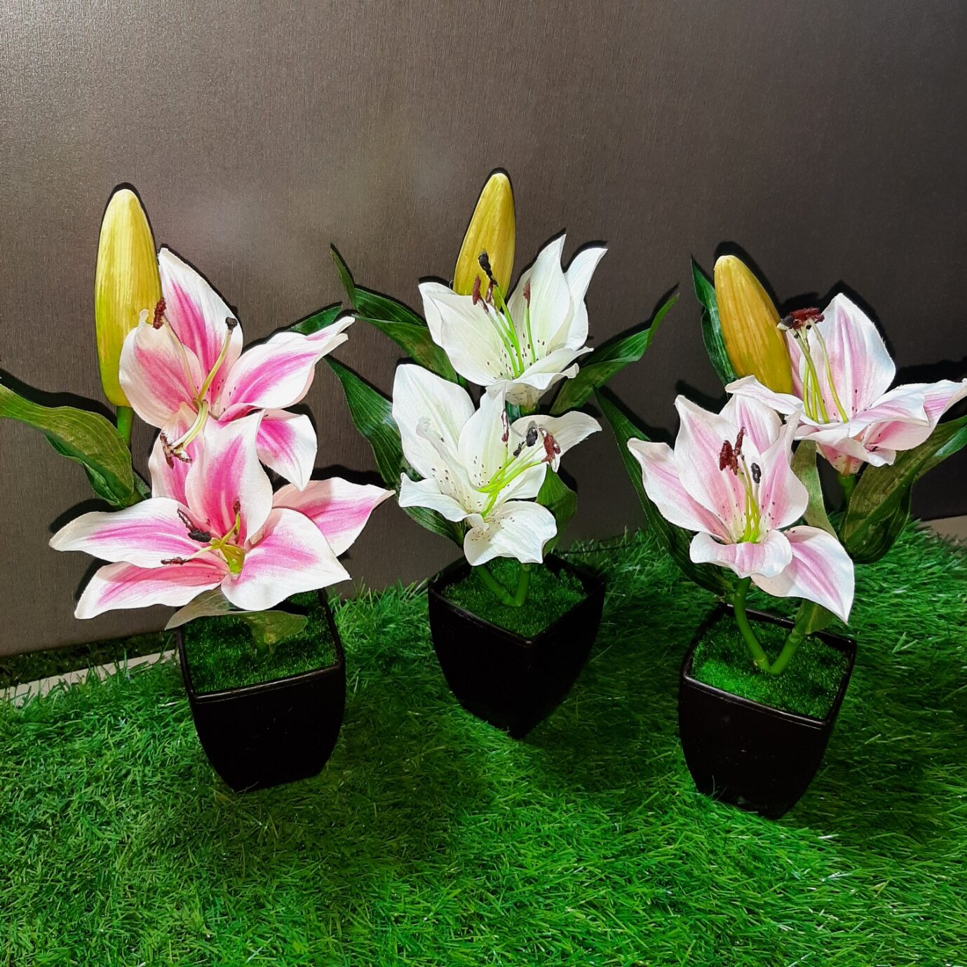 Lilium Plant