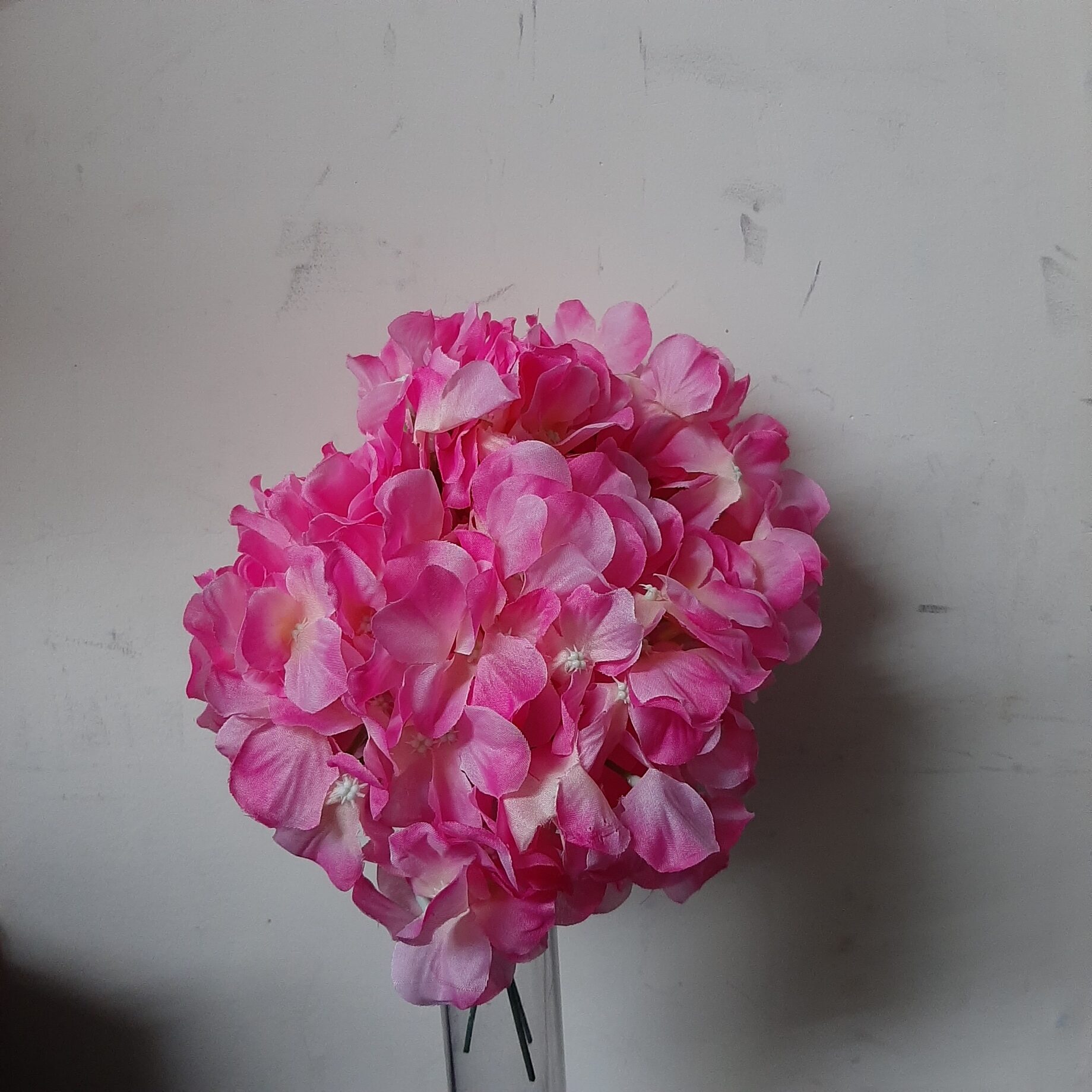 Hydrangea Head