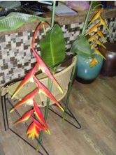 Heliconia Plant