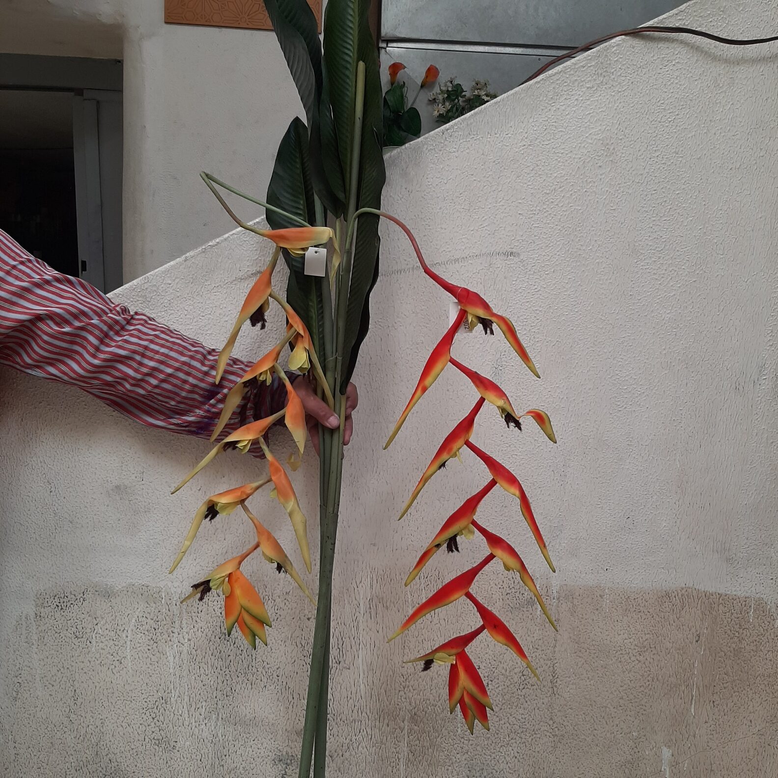 Heliconia Plant