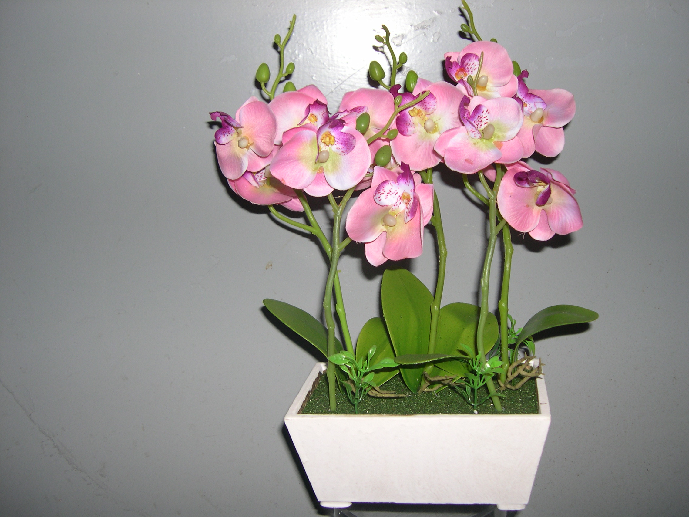 Orchid plant