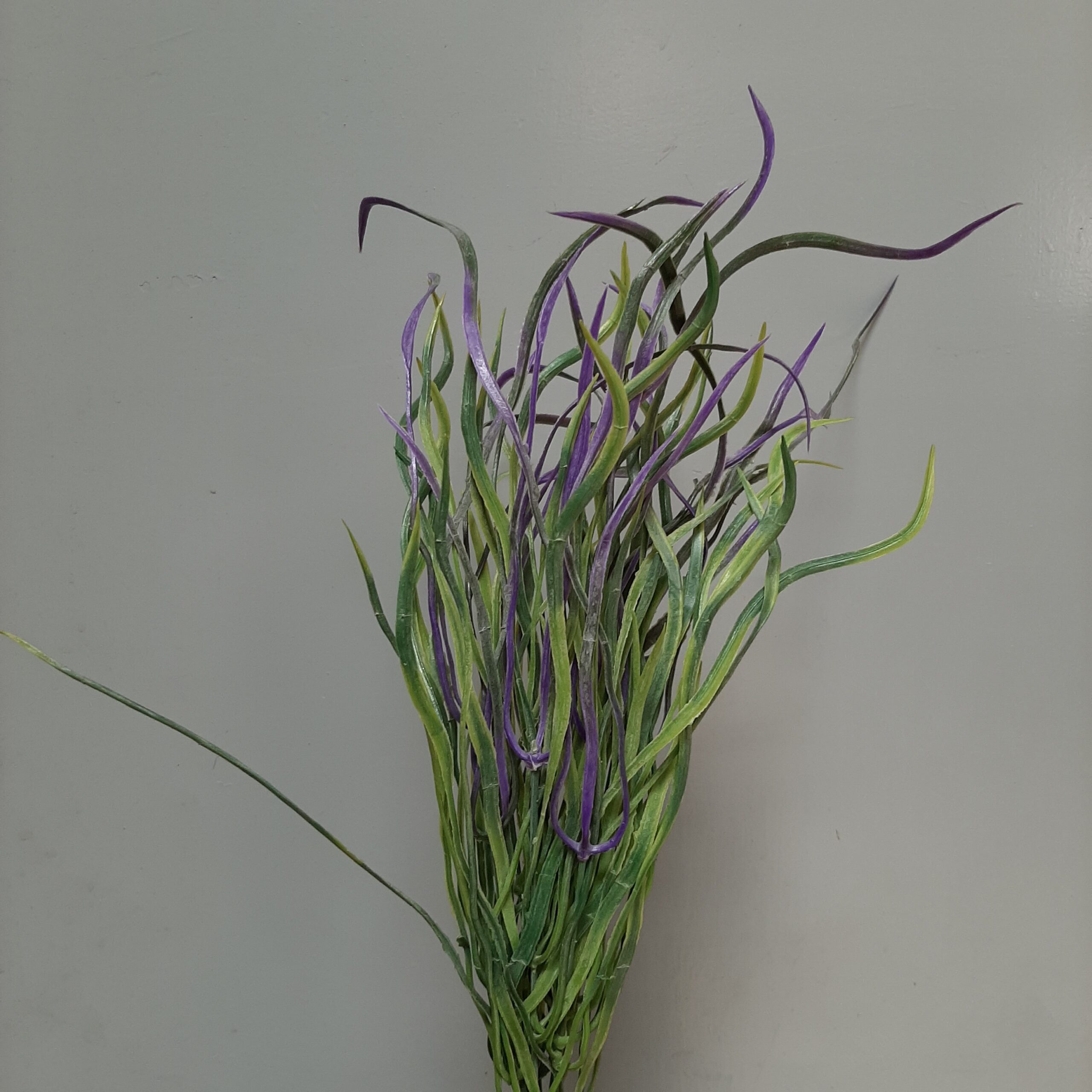 Long Grass plant