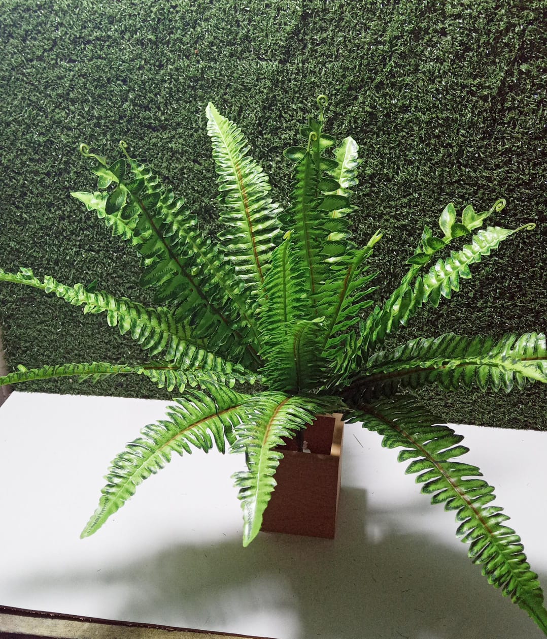 Fern Plant