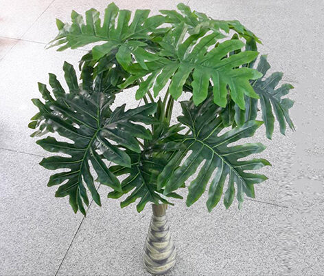 Philodendron Selloum Plant