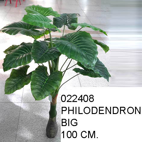 Philodendron Plant