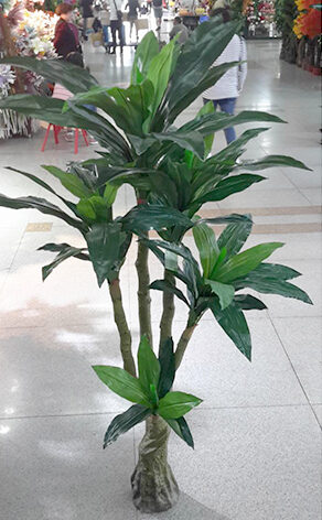 Dracena Plant