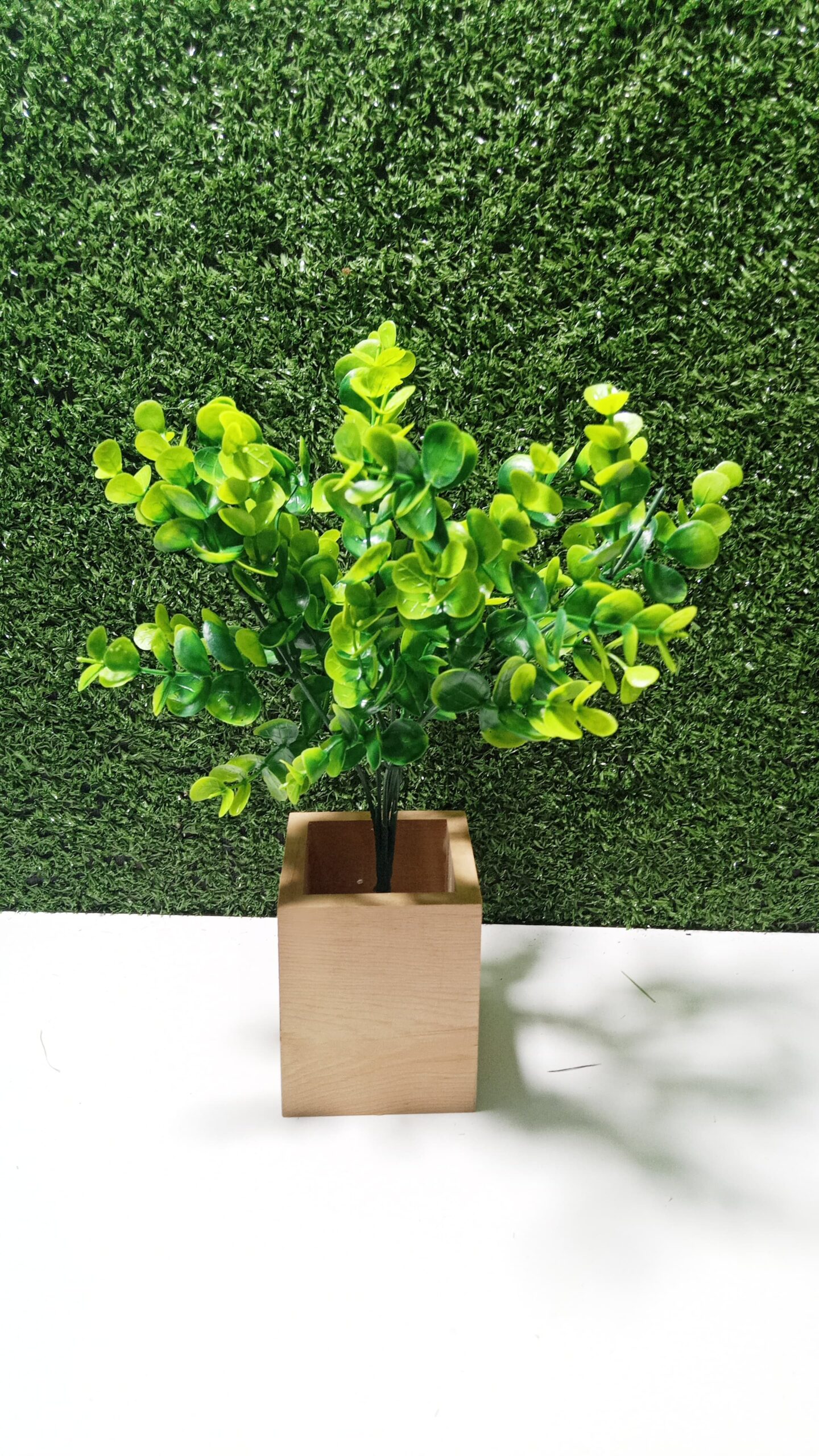 Buxus