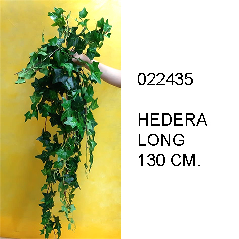 Hedera Climber Plant