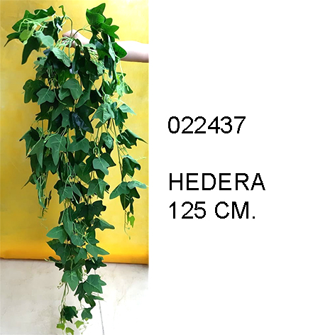 Hedera Climber Plant