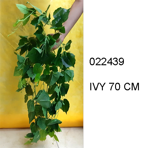 Ivy Climber Plant