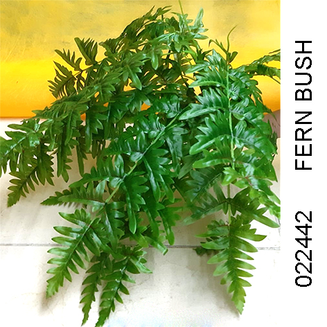 Fern Plant