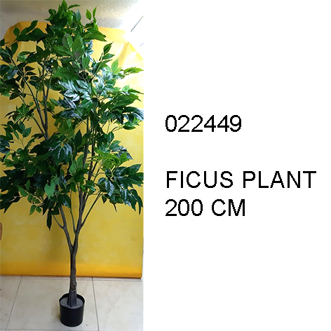 Ficus Plant