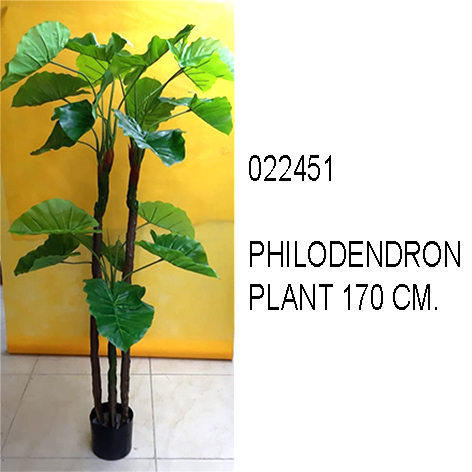 Philodendron Plant