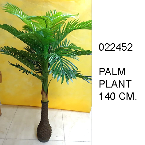 Palm Plant