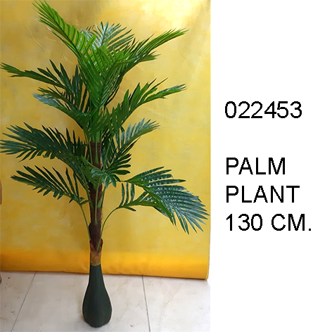 Palm Plant