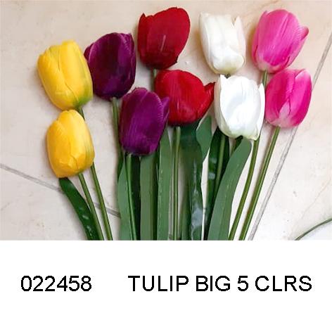 Tulip