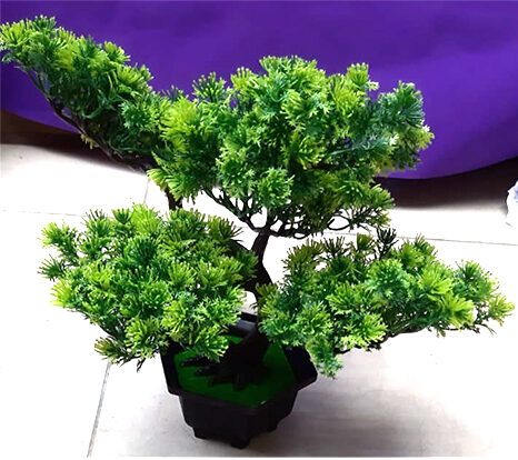 Bonsai Plant