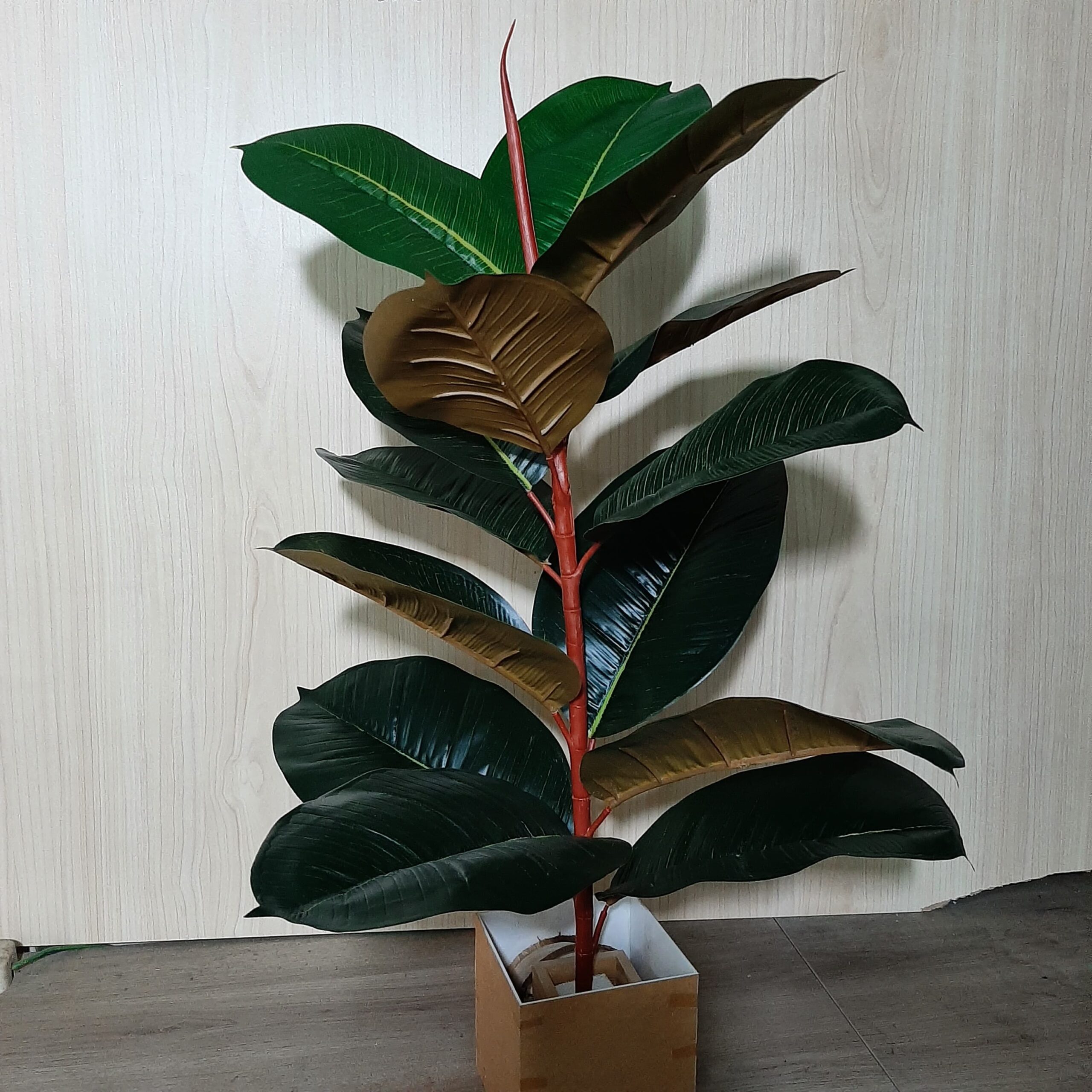 Rubber Plant