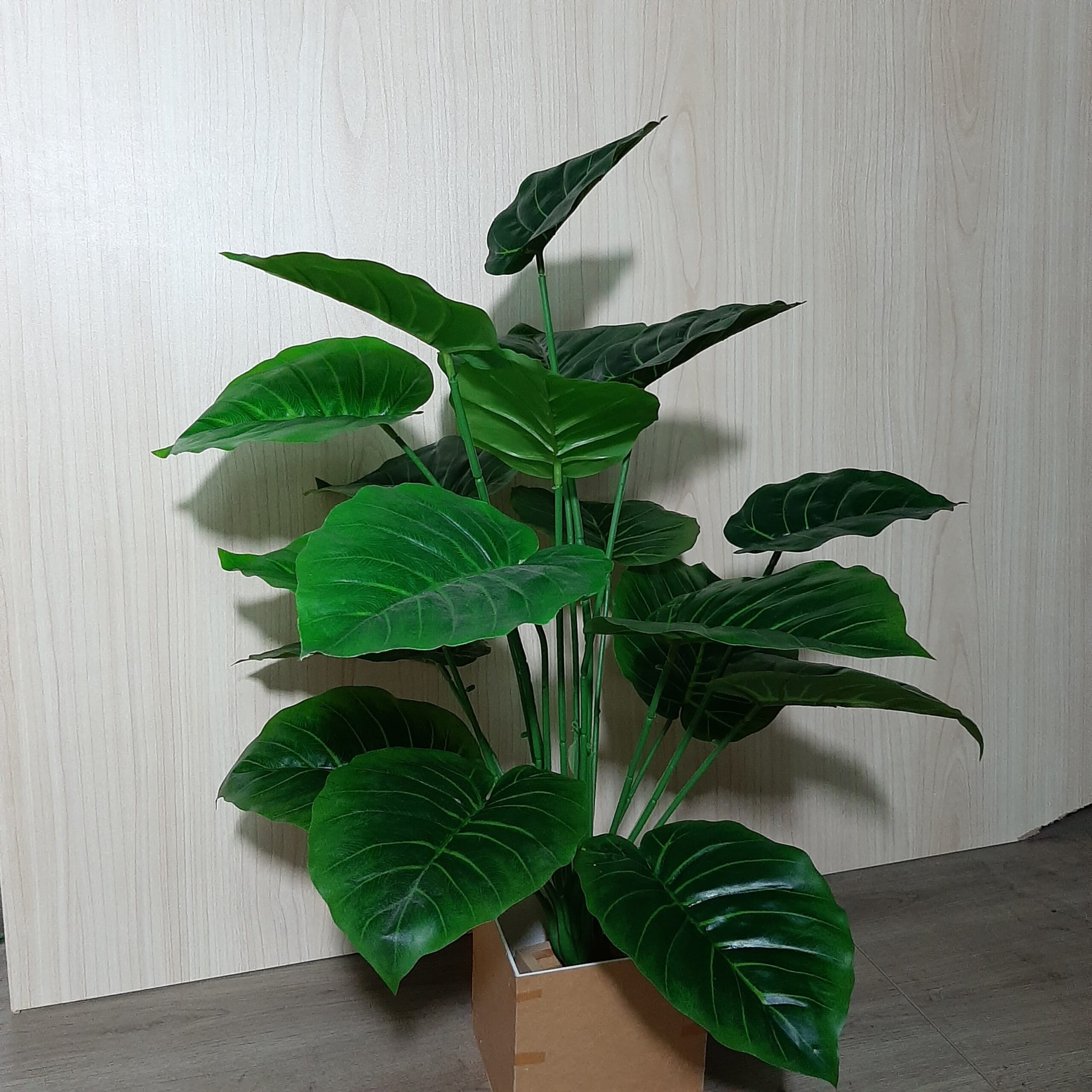 Philodendron Plant