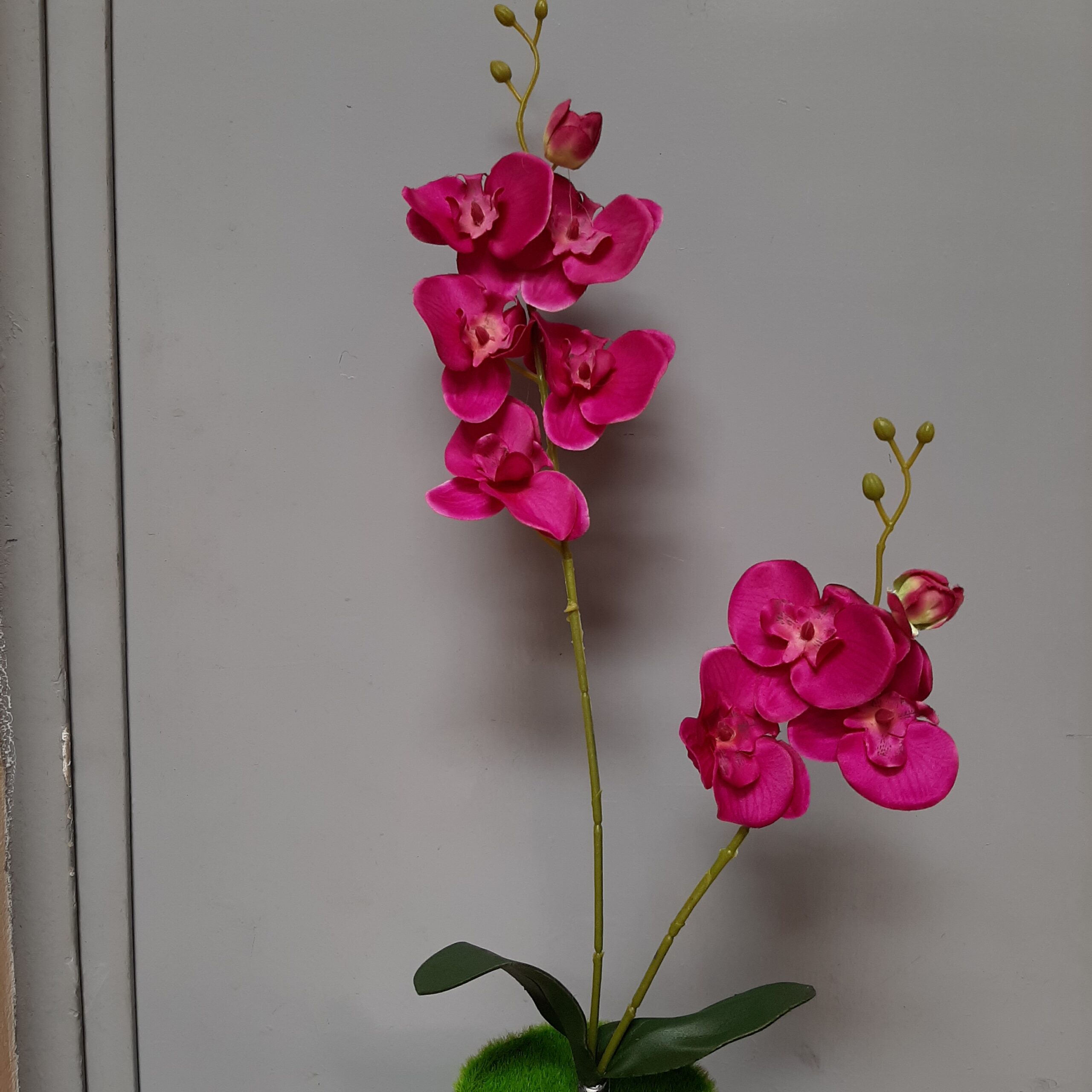 Orchid Plant