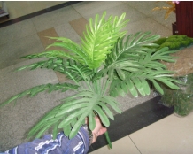 PALM PLANT SMALL