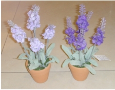 Lavender Plant